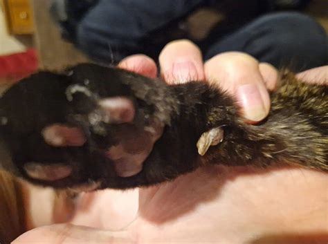 cat horned paw|extra pads on cats legs.